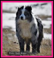 Timberline Ghost Eye Blue Juniper - blue eyed Blue Bi merle AKC Australian Shepherd of the mini aussie size- bet aussie lines- Ghost Eye Mini Aussies- Sask., Canada