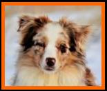 blue eyed red merle miniature australian shepherd- Ghost Eye's Waltz N Matilda- ASDR Mini Aussie- Ghost Eye Mini Aussies- packetranch.com- Sask., Canada