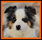 blue eyed blue merle miniature australian shepherd- Ghost Eye's Hillbilly Deluxe- ASDR Mini Aussie- Ghost Eye Mini Aussies- packetranch.com- Sask., Canada