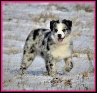 Timberline Ghost Eye Blue Juniper - blue eyed Blue Bi merle AKC Australian Shepherd of the mini aussie size- bet aussie lines- Ghost Eye Mini Aussies- Sask., Canada