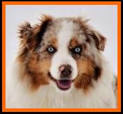 Ghost Eye's Mustang Sally- blue eyed red merle miniature australian shepherd- ASDR Mini Aussie- Ghost Eye Mini Aussies- packetranch.com- Sask., Canada