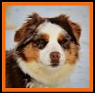 Ghost Eye's Prairie Wildfire- blue eyed harlequin red merle miniature australian shepherd- ASDR Mini Aussie- Ghost Eye Mini Aussies- packetranch.com- Sask., Canada