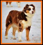 Ghost Eye's Prairie Wildfire- blue eyed harlequin red merle miniature australian shepherd- ASDR Mini Aussie- Ghost Eye Mini Aussies- packetranch.com- Sask., Canada