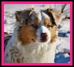 Timberline Ghost Eye Amarillo By Mornin - blue eyed red merle AKC Australian Shepherd of the mini aussie size- bet aussie lines- Ghost Eye Mini Aussies- Sask., Canada