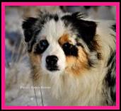 Ghost Eye's Hymn N' Hawing - blue eyed blue merle Australian Shepherd of the mini aussie size- bet aussie lines- Ghost Eye Mini Aussies- Sask., Canada