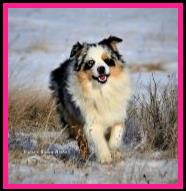 Ghost Eye's Hymn N' Hawing - blue eyed blue merle Australian Shepherd of the mini aussie size- bet aussie lines- Ghost Eye Mini Aussies- Sask., Canada