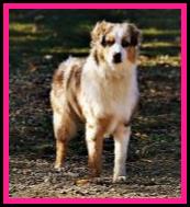 Ghost Eye Sedona Sunset - blue eyed red merle Australian Shepherd of the mini aussie size- bet aussie lines- Ghost Eye Mini Aussies- Sask., Canada