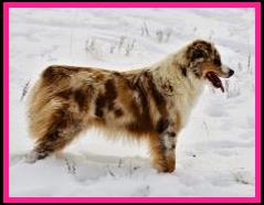 Ghost Eye Sedona Sunset - blue eyed red merle Australian Shepherd of the mini aussie size- bet aussie lines- Ghost Eye Mini Aussies- Sask., Canada