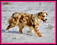 Ghost Eye Sedona Sunset - blue eyed red merle Australian Shepherd of the mini aussie size- bet aussie lines- Ghost Eye Mini Aussies- Sask., Canada