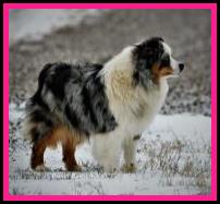 Ghost Eye's Hymn N Hawing - blue eyed blue merle Australian Shepherd of the mini aussie size- bet aussie lines- Ghost Eye Mini Aussies- Sask., Canada