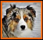 blue eyed blue merle miniature australian shepherd- Timberline Ghost Eye'Eldorado Blue- AKC Australian Shepherd-ASDR Mini Aussie- Ghost Eye Mini Aussies- packetranch.com- Sask., Canada