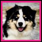 Ghost Eye's Hidden Gem- blue eyed harlequin blue merle miniature australian shepherd- ASDR Mini Aussie- Ghost Eye Mini Aussies- packetranch.com- Sask., Canada