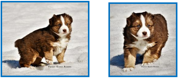Blue eyed red tri Miniature Australian Shepherd pup for sale- bet mini aussie- Ghost Eye Mini Aussies- packetranch.com- Sask., Canada